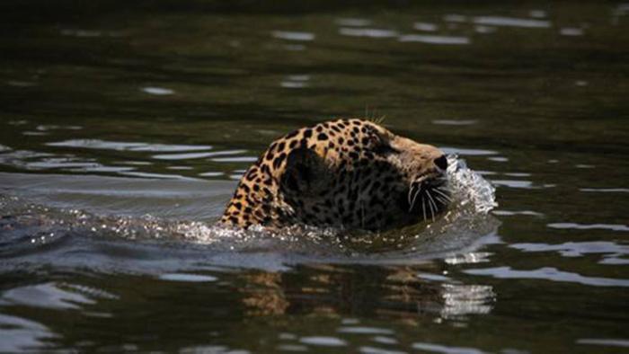 Appartamento Caribbean View Tortuguero Esterno foto