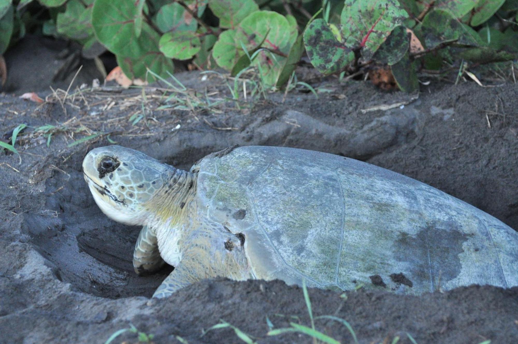 Appartamento Caribbean View Tortuguero Esterno foto