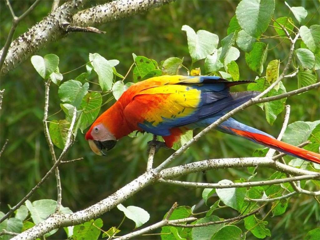 Appartamento Caribbean View Tortuguero Esterno foto