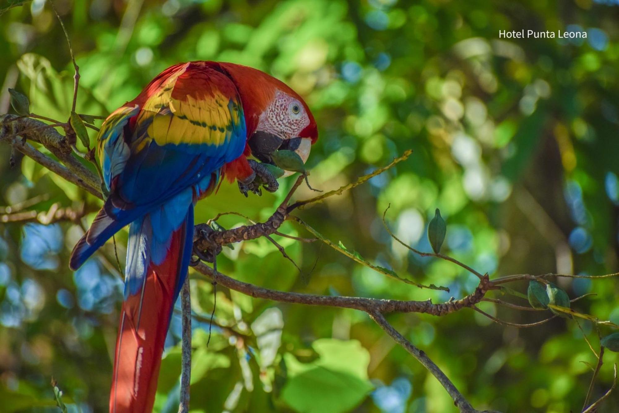 Appartamento Caribbean View Tortuguero Esterno foto