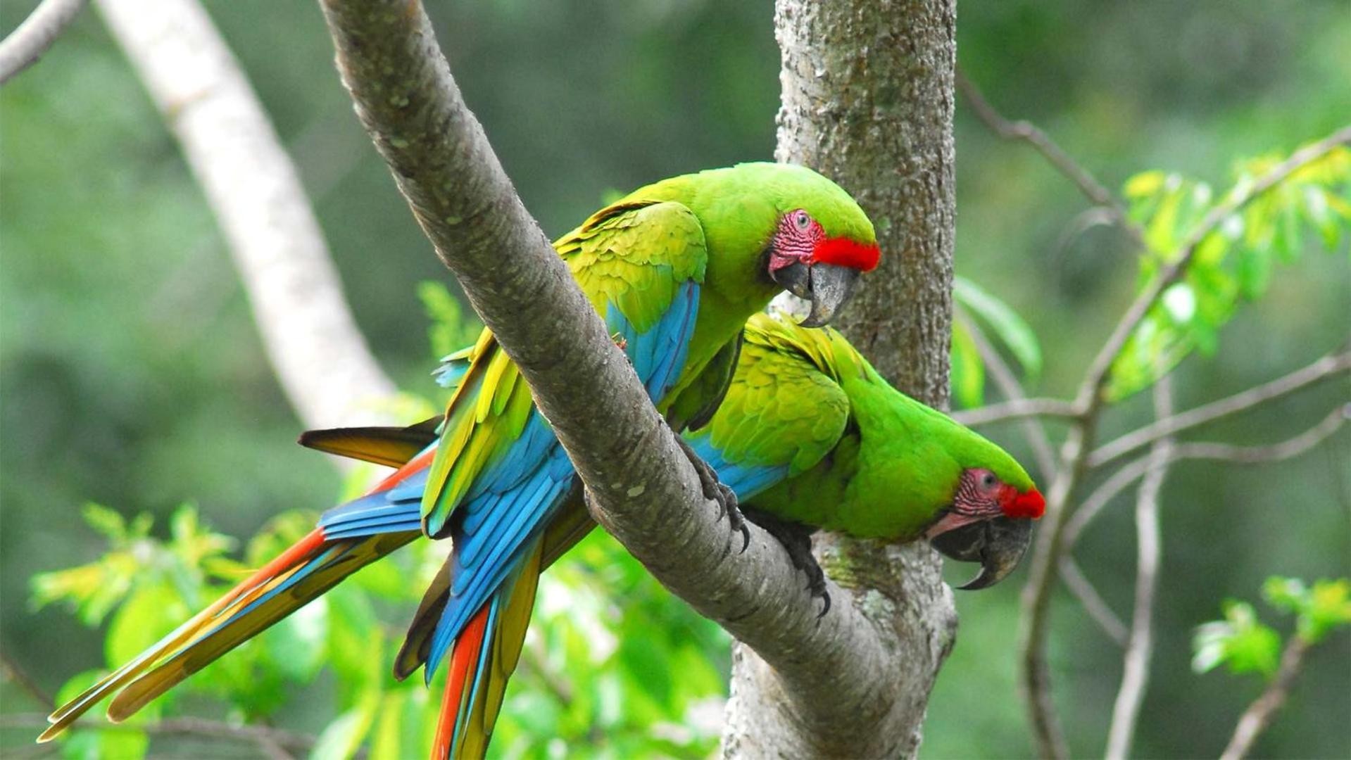 Appartamento Caribbean View Tortuguero Esterno foto